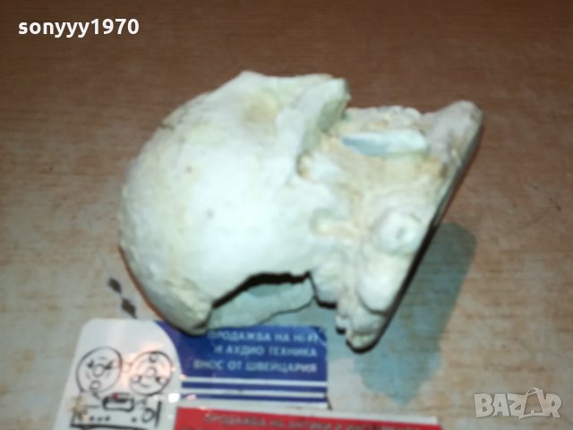 ЧЕРЕП 1301221213, снимка 11 - Антикварни и старинни предмети - 35422379