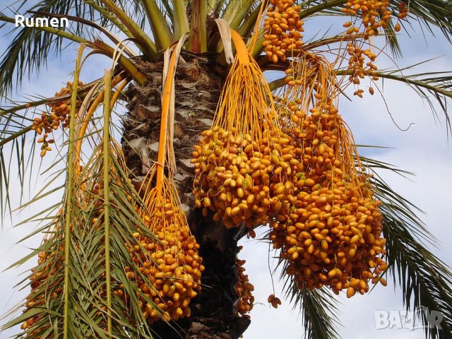 Продавам семена от студоустоичиви палми - 5 вида, снимка 10 - Разсади - 38409108