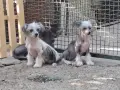 Китайско качулато куче, снимка 1