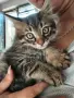 Подарявам малки котенца, снимка 5