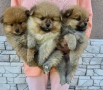 Померански шпицове , снимка 2