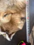 естествена кожа с косъм , снимка 13