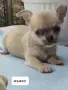 Чистокръвно Чихуахуа , снимка 5