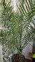 ФИНИКОВА КАНАРСКА ПАЛМА Височина 1.90 м, снимка 2