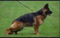 Немска овчарка, снимка 5