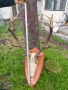 Рога от Елен със стойка, снимка 3