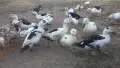 Патици френски Дюклер , снимка 3