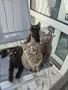 Котенца от породата Мейн-Кун, снимка 1