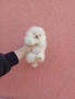 Миниатюрно момиче. Чисто бял мини Померан. Реални снимки !!! , снимка 1