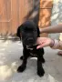 Продавам кученца Кане Корсо, снимка 2