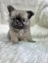 Чихуахуа момиченце, снимка 8