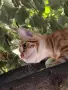 Рижав хубавец и братята му си търсят дом, снимка 2