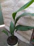 Аспидистра (Семейно щастие, снимка 1 - Стайни растения - 41417254