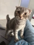 Шотландско клепоухо мъжко 🐈, снимка 1