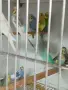 Вълнисти папагали и Корели , снимка 1
