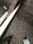 Фазани.                 ., снимка 1