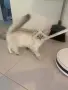 Шотлански котета, снимка 12