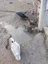 Свободни Неми Патици, снимка 10