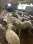 Продавам кочлета, снимка 6
