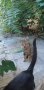 Сладък тигров котарак на 4м , снимка 1 - Други - 42421391