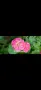 Pelargonium Ю Полонез, снимка 2