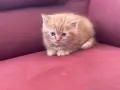 Шотландки котки, снимка 8