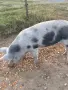 Бременни прасета, снимка 2