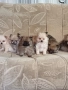 Мини шпиц , снимка 16