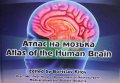 Атлас на мозъка / Atlas of the Human Brain Борислав Китов, снимка 1 - Специализирана литература - 36760763