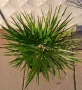 Студоустойчива Палма Хамеропс Chamaerops humilis, снимка 4