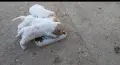 Свободни кученца за ТРЮФЕЛИ., снимка 1