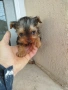 мини йоркширски териер , снимка 8