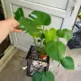 монстера делициоза големи растения , снимка 1
