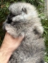 Померан мъжки, снимка 5