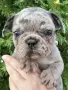 Френски Булдог / French Bulldog 
, снимка 12