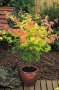 ЯПОНСКИ КЛЕН , ОРАНЖЕВ- ACER PALMATUM ‘ORANGE DREAM’, снимка 4