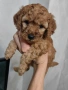  Мини пудел , снимка 8