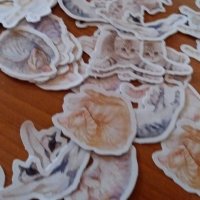 стикерчета котка котки стикери лепенки, снимка 9 - Ученически пособия, канцеларски материали - 29901770