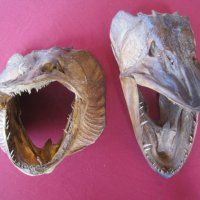 Рога от бик, рог, зъби от динозавър, акула, глави щука, вкаменелости, сепийна кост, снимка 7 - Други ценни предмети - 12885942