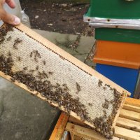 Пчелен мед от Еленския балкан 2023, снимка 5 - Пчелни продукти - 30567850