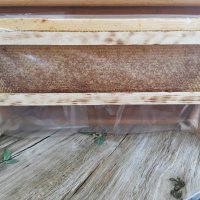 Пчелен Мед в Рамки/Пчелна пита, снимка 3 - Пчелни продукти - 33675855