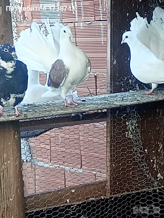 Продавам гълъби , снимка 1