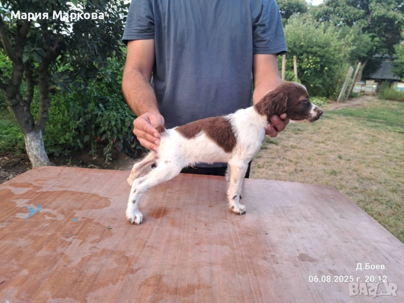 Бретон шпаньол, снимка 1