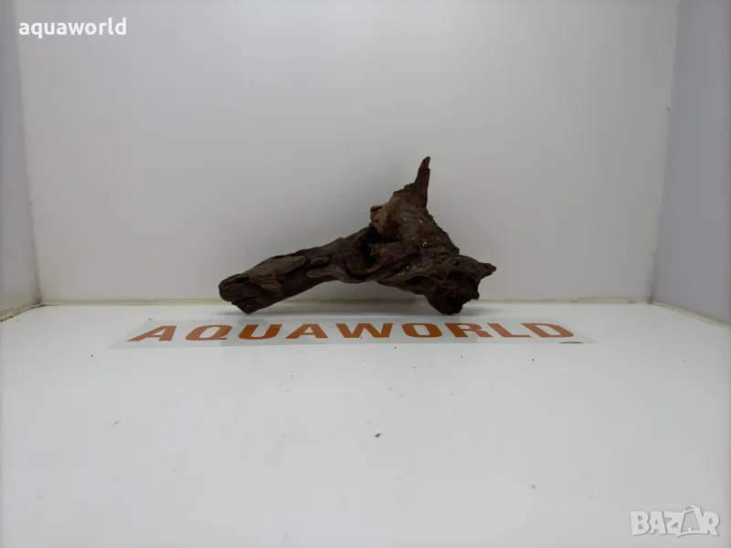 Африкански корен 19, снимка 1