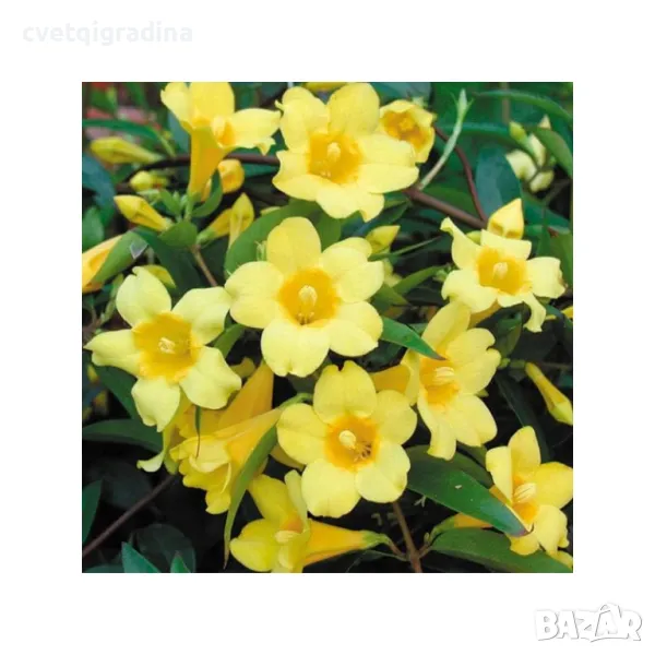 Gelsemium Sempervirens Гелсемиум семпервивенс, снимка 1