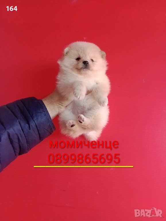 Мъжки и женски Померани. Реални снимки от 12.01.26 г. Померанчета., снимка 1