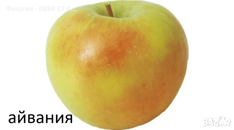 Ябълка – подбрани сортове за богата и вкусна реколта, снимка 1