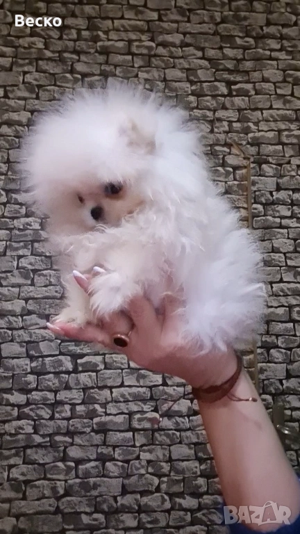 Померан мини женски , снимка 1
