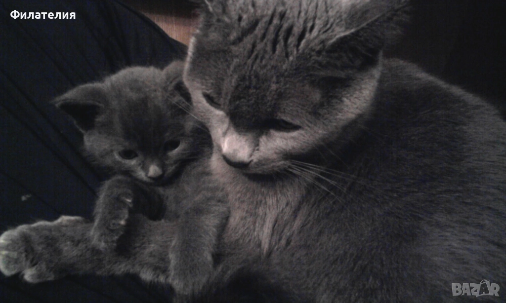 Сини Руски котета , снимка 1