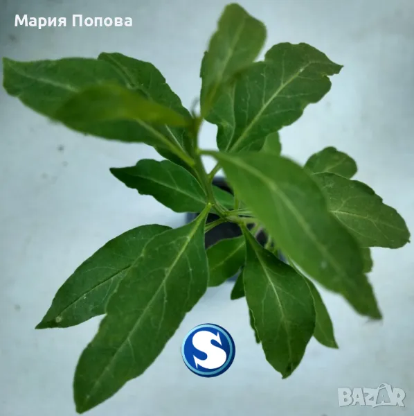 РАЗСАД "ГОДЖИ БЕРИ", снимка 1